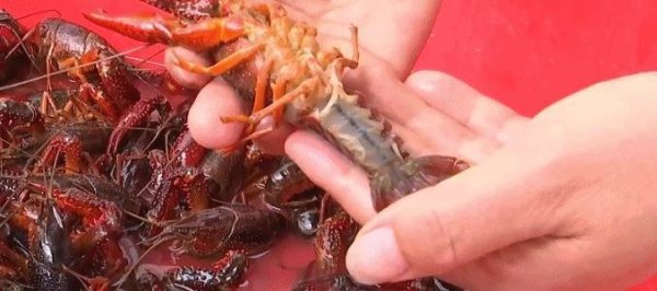 配资开户知识网 沙漠里也能养螃蟹？一大批“沙漠海鲜”正在上市→